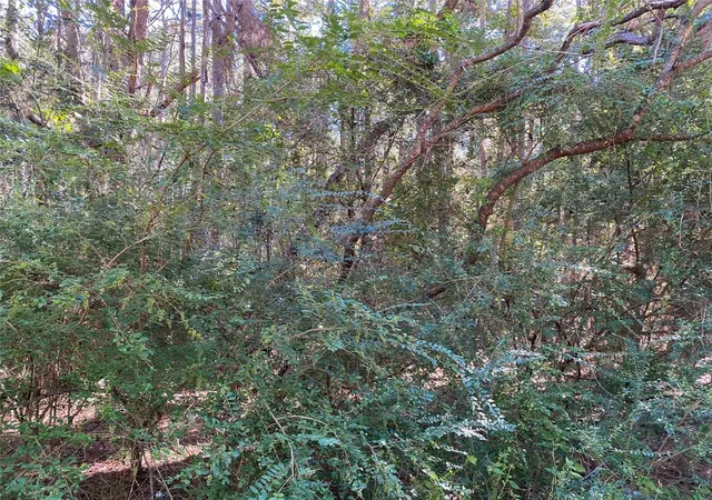 Photo 4 of Land for sale at 2223 Easley Cir, Huntsville, TX 77320 | MLS# 3947793 | Listing updated on 2025-05-20