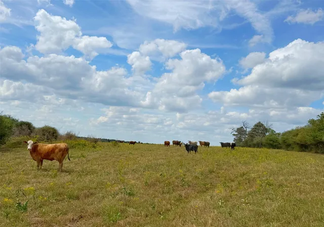 Photo 2 of Land for sale at 143 Ac Cr 236, Oakwood, TX 75855 | MLS# 68612293 | Listing updated on 2026-07-30
