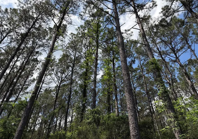 Photo 3 of Land for sale at 15693 Wooded Trl Way, Willis, TX 77378 | MLS# 49126715 | Listing updated on 2026-04-23