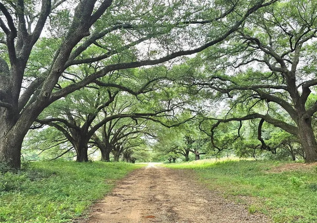 Photo 4 of Land for sale at 9568 Lakeside Oaks Dr, Plantersville, TX 77363 | MLS# 84733409 | Listing updated on 2026-07-29