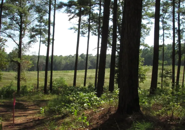2nd image of Tbd22 Fm 256 N, Woodville, TX 75979 | MLS# 37254752