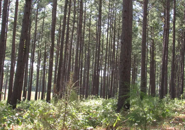 3rd image of Tbd22 Fm 256 N, Woodville, TX 75979 | MLS# 37254752