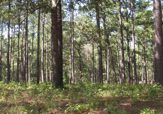 4th image of Tbd22 Fm 256 N, Woodville, TX 75979 | MLS# 37254752