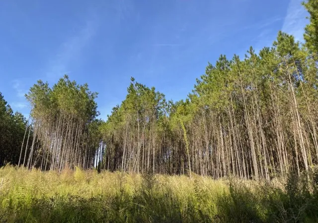 Photo 1 of Land for sale at Tbd Cr 1150, Woodville, TX 75979 | MLS# 74403768 | Listing updated on 2026-08-30