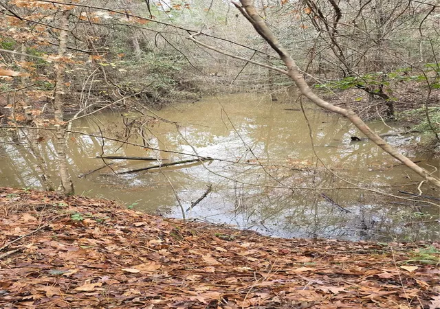 Photo 2 of Land for sale at Tbd Cr 1150, Woodville, TX 75979 | MLS# 74403768 | Listing updated on 2026-08-30