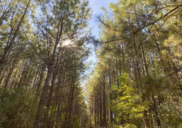 Photo 3 of Land for sale at Tbd Cr 1150, Woodville, TX 75979 | MLS# 74403768 | Listing updated on 2026-08-30