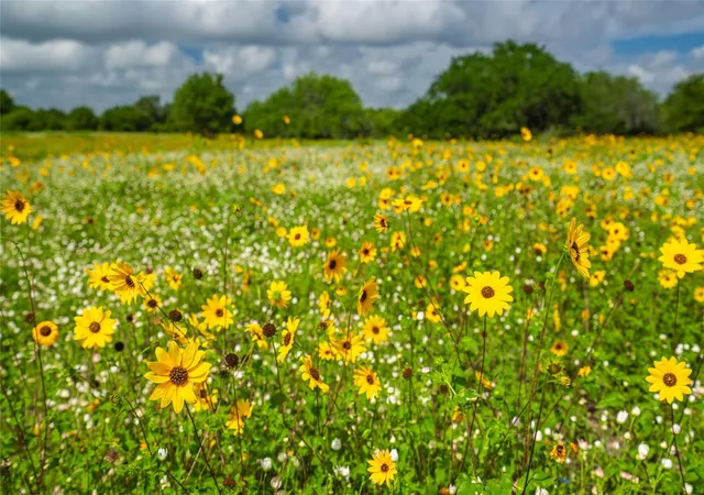 Photo 1 of Land for sale at 0 Cr 1, Morales Sanchez, TX 77957 | MLS# 86058260 | Listing updated on 2026-06-25