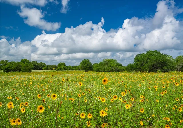 Photo 4 of Land for sale at 0 Cr 1, Morales Sanchez, TX 77957 | MLS# 86058260 | Listing updated on 2026-06-25