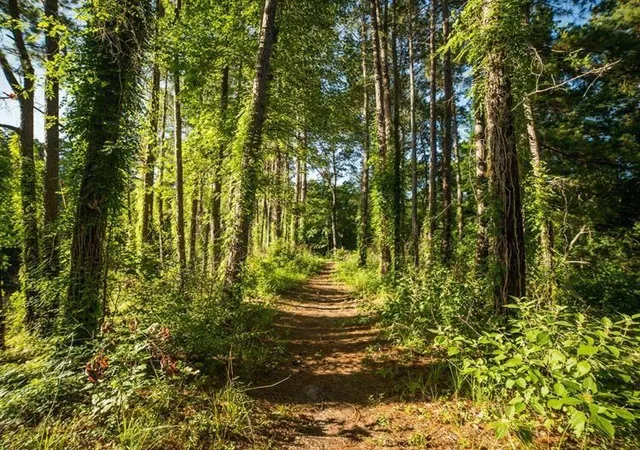 Photo 6 of Land for sale at Tbd 29 1 Texas Grand Rd, Huntsville, TX 77340 | MLS# 43291054 | Listing updated on 2026-01-24