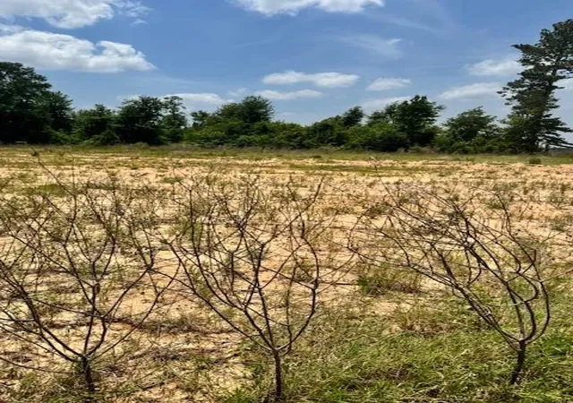 Photo 1 of Land for sale at 508 Road 5915 15, Cleveland, TX 77327 | MLS# 69898565 | Listing updated on 2025-12-24