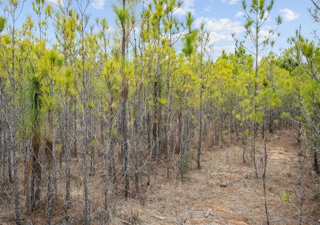 Photo 4 of Land for sale at 9422 Farm To Market 62, Corrigan, TX 75939 | MLS# 56506368 | Listing updated on 2026-08-20