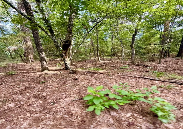 28th image of Tbd Cr 4740, Kennard, TX 75847 | MLS# 47715092