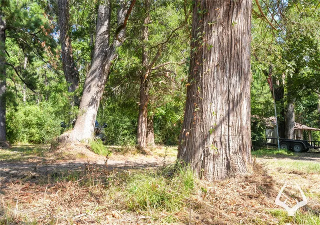 Photo 4 of Land for sale at 1698 County Road 2975, Colmesneil, TX 75938 | MLS# 53841921 | Listing updated on 2026-08-29