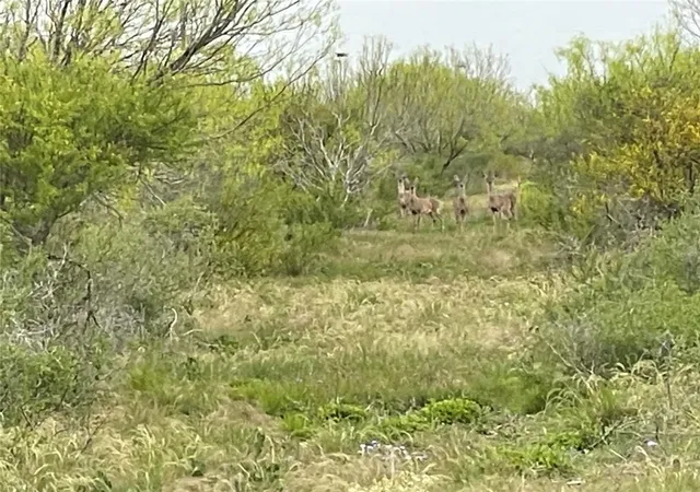 4th image of Lot 15 Pr Frio Estates Dr, Moore, TX 78057 | MLS# 63790125