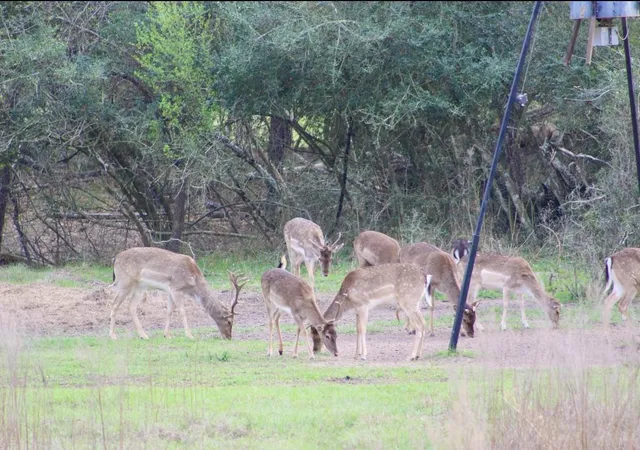 Photo 50 of Land for sale at 15184 Fm 2620, Bedias, TX 77831 | MLS# 84881236 | Listing updated on 2026-04-29