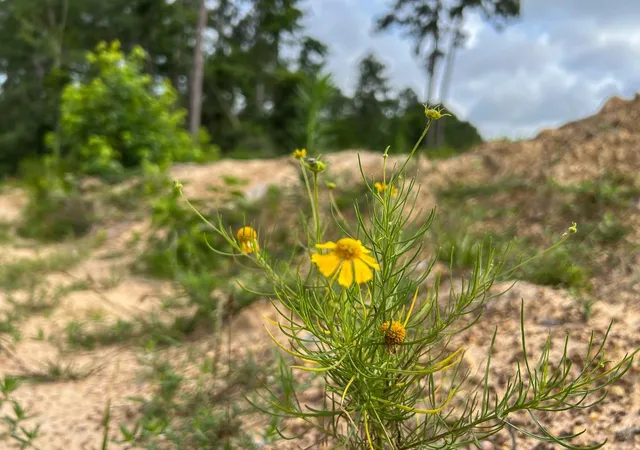 Photo 21 of Land for sale at 000 Fm 1725, Willis, TX 77378 | MLS# 22885156 | Listing updated on 2026-03-06