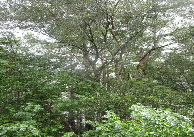Photo 4 of Land for sale at Lot 9 Stephens Forest, New Caney, TX 77357 | MLS# 89782776 | Listing updated on 2026-08-20