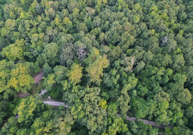 31st image of 00 County Road 3612, Splendora, TX 77372 | MLS# 63941347