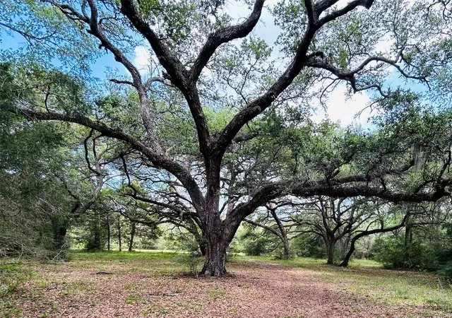 Photo 1 of Land for sale at 32 Acres Dunlavy, Cat Spring, TX 78933 | MLS# 25406278 | Listing updated on 2026-08-10
