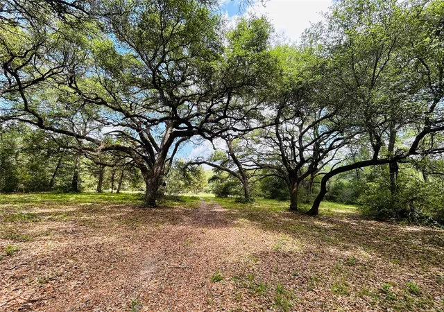 Photo 3 of Land for sale at 32 Acres Dunlavy, Cat Spring, TX 78933 | MLS# 25406278 | Listing updated on 2026-08-10