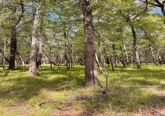 Photo 4 of Land for sale at 0 Road 2613, Cleveland, TX 77327 | MLS# 47992220 | Listing updated on 2026-06-16