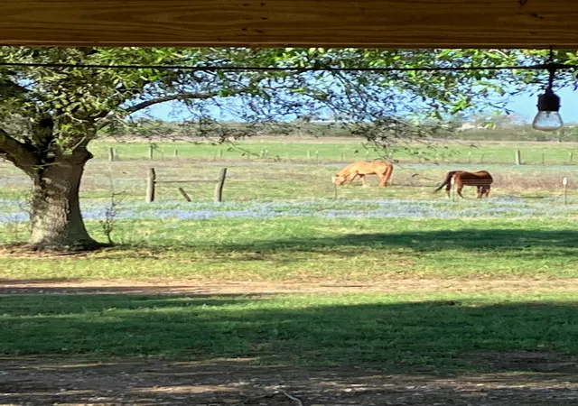 26th image of 5848 Mieth Rd, Sealy, TX 77474 | MLS# 73578867