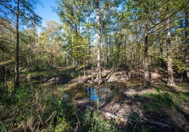 Photo 4 of Land for sale at 00 Farm To Market 1745, Chester, TX 75936 | MLS# 78541923 | Listing updated on 2026-08-24