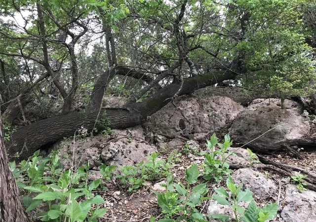 Photo 4 of Land for sale at 113 Enigma Ave, Spring Branch, TX 78070 | MLS# 13178389 | Listing updated on 2026-09-16