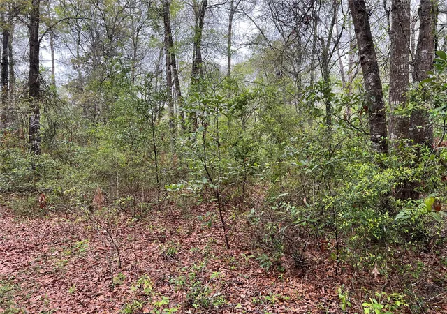 Photo 4 of Land for sale at Tbd Farm To Rd 943, Livingston, TX 77351 | MLS# 79094298 | Listing updated on 2026-07-30
