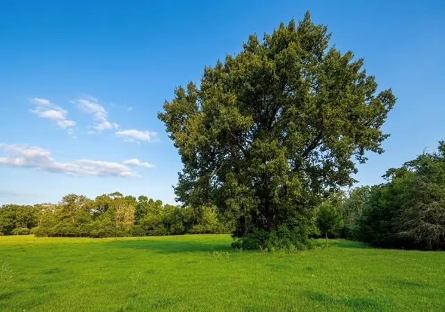 Photo 1 of Land for sale at 45ac Cr 223, Buffalo, TX 75831 | MLS# 2800736 | Listing updated on 2026-08-31