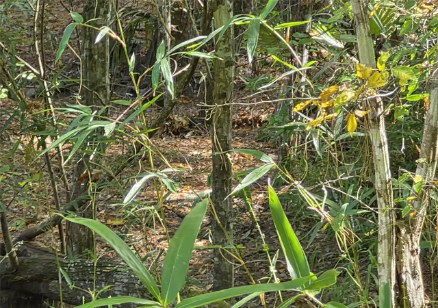 Photo 4 of Land for sale at Tbd-59 Shadowood Ln, Coldspring, TX 77331 | MLS# 97201326 | Listing updated on 2026-08-28