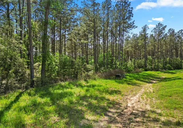 Photo 4 of Land for sale at 15297 Forest Grove Dr, Willis, TX 77378 | MLS# 4792173 | Listing updated on 2026-07-07