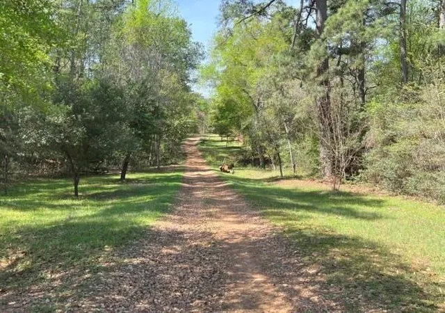 Photo 4 of Land for sale at 9296 County Rd 302, Plantersville, TX 77363 | MLS# 64108051 | Listing updated on 2026-07-09