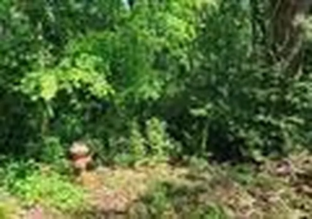 Homes for sale in Tyler, TX | 1023 S Peach Ave, Tyler, TX 75701 | MLS# 32555207