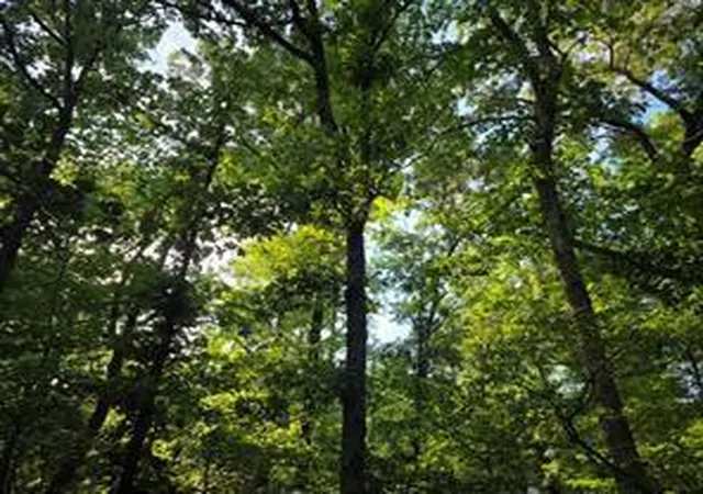 Photo 1 of Land for sale at 0 Timber Ridge, Larue, TX 75770 | MLS# 25979161 | Listing updated on 2026-06-27