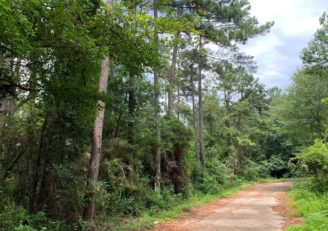 Photo 3 of Land for sale at Lot 14 Bluebonnet St, Newton, TX 75966 | MLS# 24096621 | Listing updated on 2026-10-09