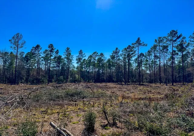 Photo 3 of Land for sale at 02 Boontown Rd, Trinity, TX 75845 | MLS# 27540855 | Listing updated on 2026-07-29