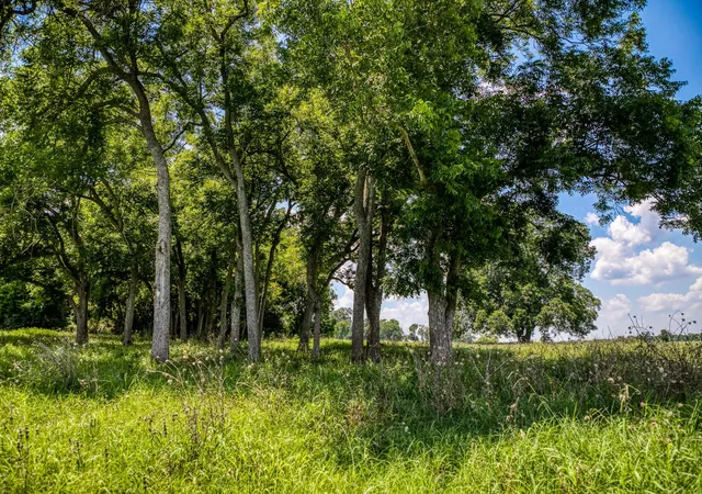 Photo 3 of Land for sale at 00 Egypt Ln, Washington, TX 77880 | MLS# 2501553 | Listing updated on 2026-01-28