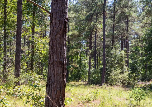 4th image of 00 00 Fm 3016, Grapeland, TX 75844 | MLS# 30551528