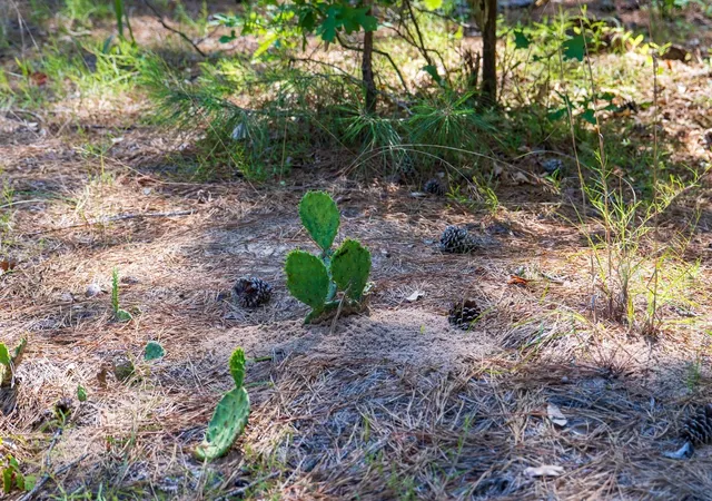 5th image of 00 00 Fm 3016, Grapeland, TX 75844 | MLS# 30551528
