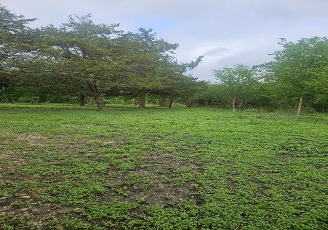3rd image of 7055 Chadwick Hogan, Chappell Hill, TX 77426 | MLS# 76497495