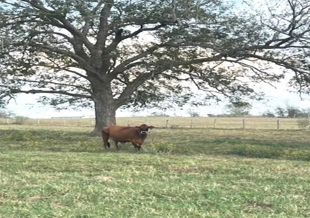 2nd image of 28 Acres Shaws Bend Rd, Columbus, TX 78934 | MLS# 33301018