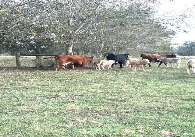 Photo 3 of Land for sale at 28 Acres Shaws Bnd Rd, Columbus, TX 78934 | MLS# 33301018 | Listing updated on 2026-05-20