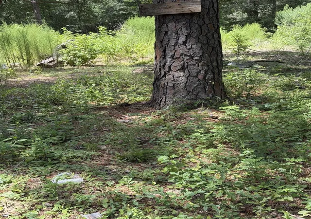 Photo 2 of Land for sale at 41502 S Buckhorn Ln, Magnolia, TX 77354 | MLS# 65877572 | Listing updated on 2026-08-31