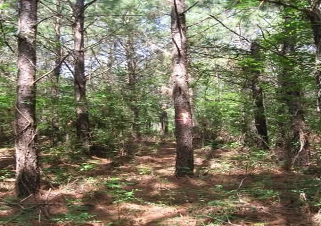 1st image of 0001 Pelican Rd, Shepherd, TX 77371 | MLS# 47320134