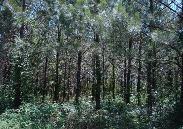 4th image of 0001 Pelican Rd, Shepherd, TX 77371 | MLS# 47320134