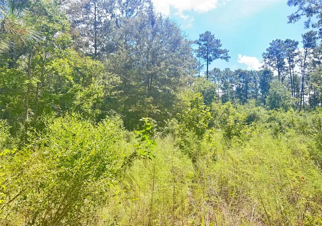 4th image of 0000 Buffalo Ln, Silsbee, TX 77656 | MLS# 27082900