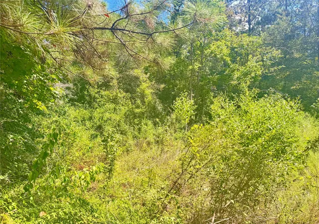 5th image of 0000 Buffalo Ln, Silsbee, TX 77656 | MLS# 27082900