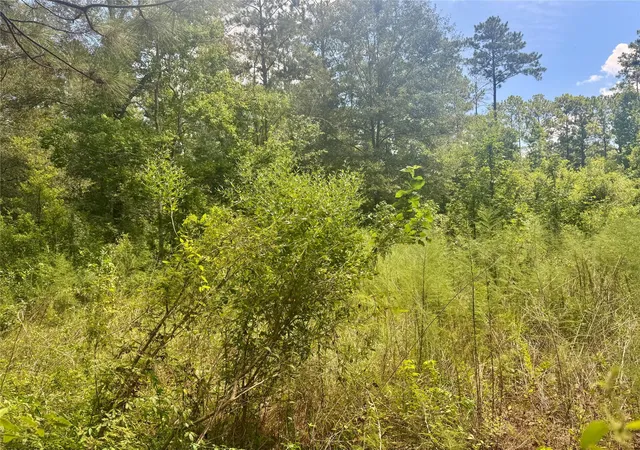 6th image of 0000 Buffalo Ln, Silsbee, TX 77656 | MLS# 27082900