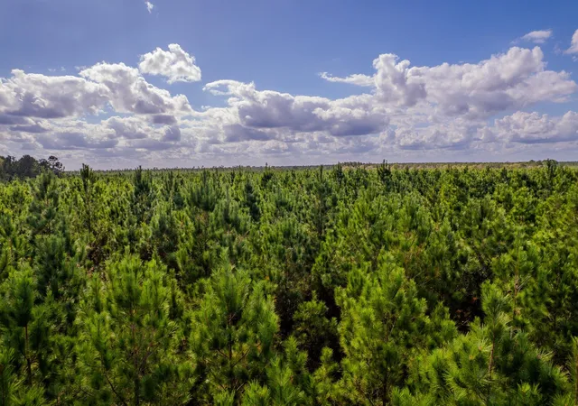Photo 4 of Land for sale at Lot 6 Fm 943, Livingston, TX 77351 | MLS# 6838028 | Listing updated on 2026-03-23